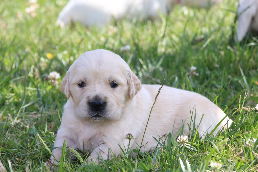 De La Lisardière - Chiots disponibles - Golden Retriever