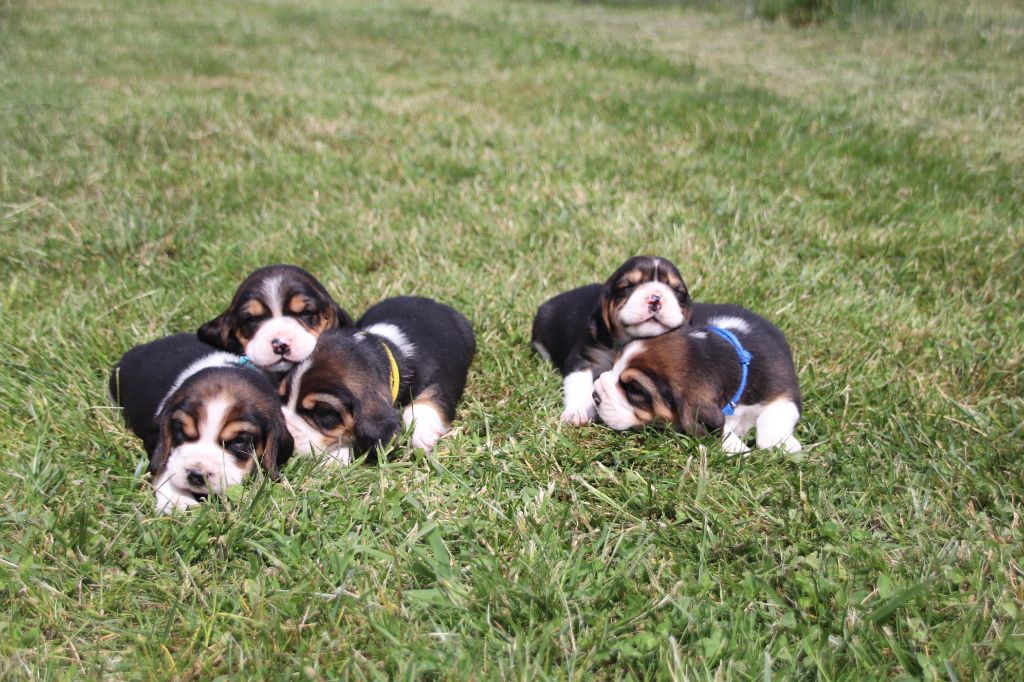 Chiot Beagle De La Lisardière