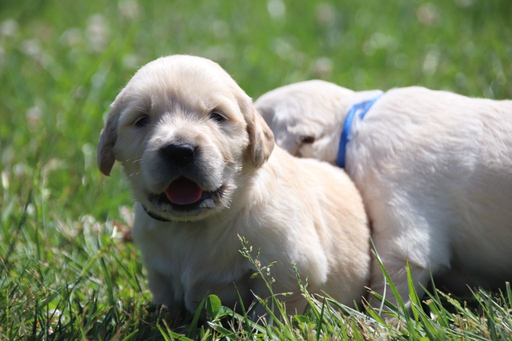 De La Lisardière - Chiots disponibles - Golden Retriever