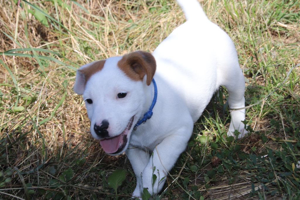 De La Lisardière - Chiots disponibles - Jack Russell Terrier