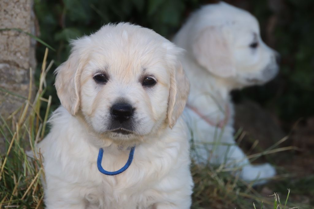 De La Lisardière - Chiots disponibles - Golden Retriever